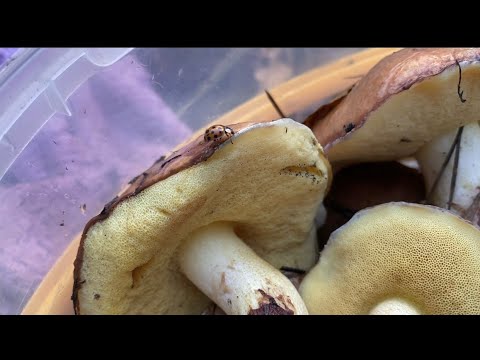 Видео: Ещё один удачный выход по 🍄‍🟫 грибы! Повезло,это просто мечта грибника,кто же от такого откажется!