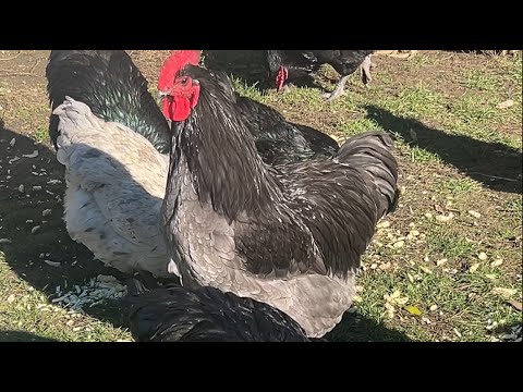 Видео: Кури Джерсійський Гігант осінь 2025 рік