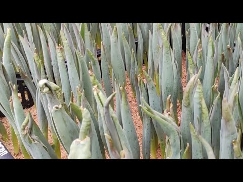 Видео: 30.01.2022. Покрутило тюльпаны, топинг листа и другие приключения при выгонке тюльпанов на 8 марта.