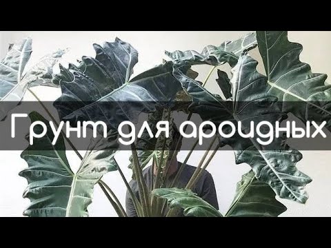 Видео: Про грунт для ароидных