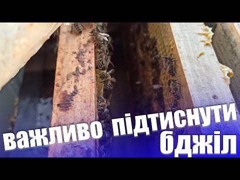 Видео: Розвиток бджолиних сімей весною. Як правильно наростити бджолину сім'ю весною.