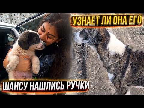 Видео: Встреча Шанса с мамой😱 Узнает ли? Чипируем Шаню для отправки в Германию😍 нашлись хозяева.