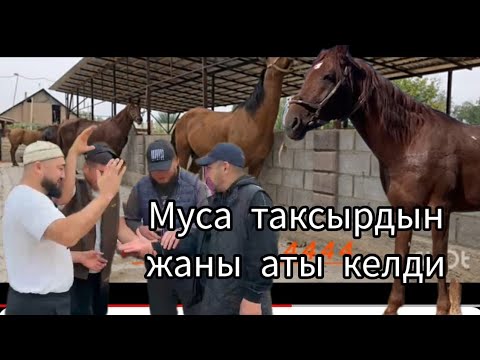 Видео: 30 сентября 2024  Муса акебизден Ат жөнүндо  жакшы майэк курдүк