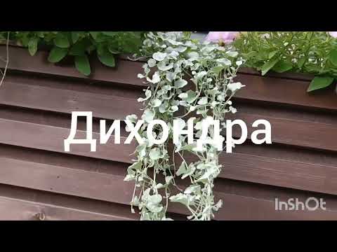 Видео: Ампели в конце лета