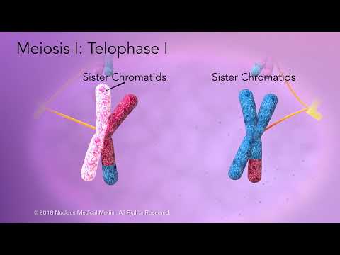 Видео: Мейоз