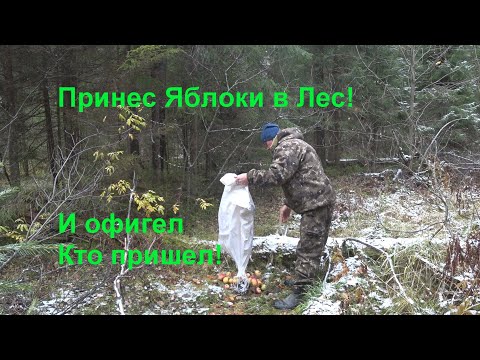 Видео: Принес Яблоки в Лес и Офигел Кто пришел!!! Видео с Фотоловушки!