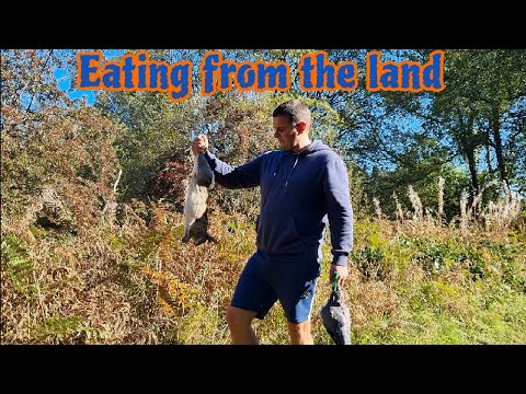 Видео: Рогатка: кролик и вяхирь, пойманный и приготовленный