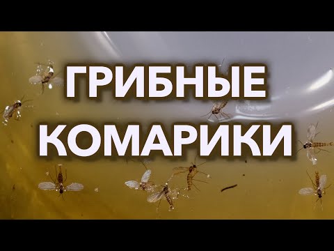 Видео: Как избавиться от почвенных мушек навсегда