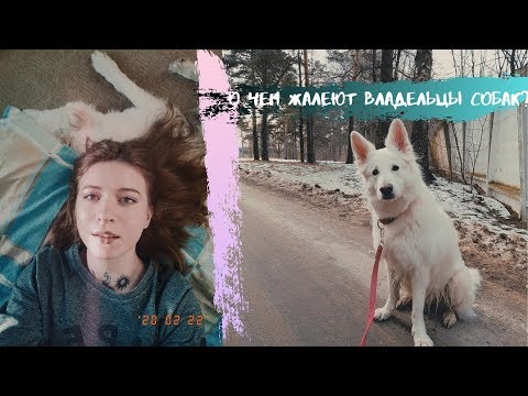 Видео: О ЧЕМ ЖАЛЕЮТ ЛЮДИ, КОТОРЫЕ ЗАВЕЛИ СОБАКУ? 5 ВЕЩЕЙ, ВЫЗЫВАЮЩИХ СОЖАЛЕНИЕ У МНОГИХ ВЛАДЕЛЬЦЕВ СОБАК