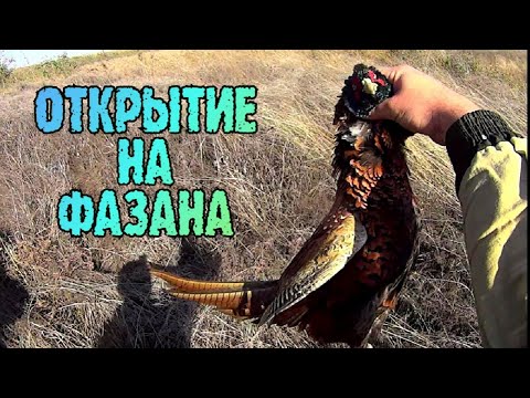 Видео: Открытие охоты 2021 ТРУДОВАЯ охота на фазана ТОЗ 34 И ИЖ 27