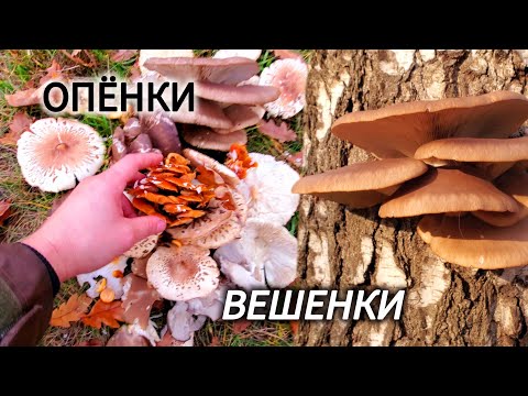 Видео: Собираю опёнки, вешенку и зонтики. В ЛЕС ЗА ГРИБАМИ!