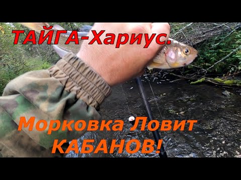 Видео: Рыбалка на Хариуса в ТАЙГЕ/В Сентябре, Отборный Хариус ЛЮБИТ-МУШКУ Морковку! /КОРЯЖНИК все ХОРОШИЕ/