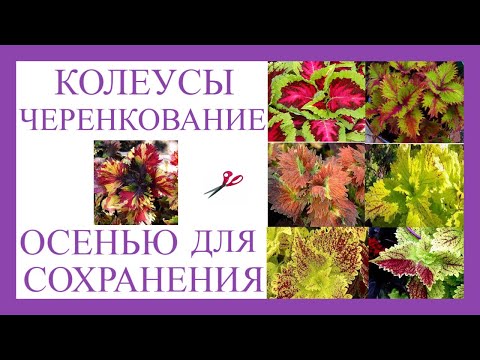 Видео: Как сохранить Колеусы в зиму. Начала черенковать .Готовлю маточные кусты на зиму.