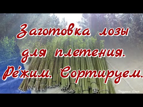 Видео: 16. Лозоплетение. Заготовка лозы. Ре'жим_Сортируем.