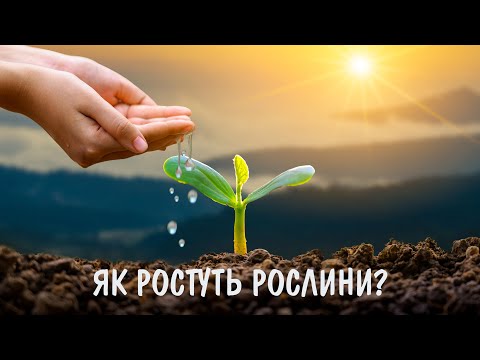 Видео: Відео Як ростуть рослини — AneLok