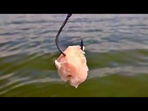 Видео: На кусок курицы можно поймать большого сома!