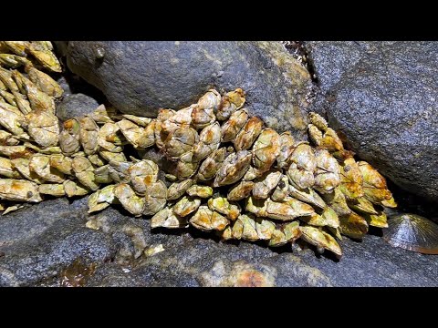 Видео: Я приготовил приправленный рис со всеми ингредиентами на необитаемом острове.