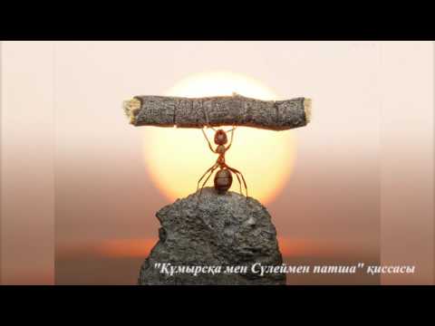Видео: Сүлеймен мен Мәзере құмырсқаның қиссасы