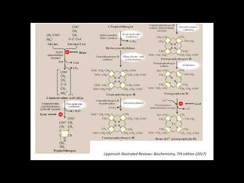 Видео: Лекция Обмен белков. Сложные белки. Метаболизм гема, пуринов, пиримидинов