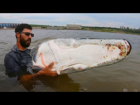 Видео: САМАЯ БОЛЬШАЯ РЫБА-БЛЕСТЯЩАЯ, ПОйманная на YOUTUBE?! (В мире?)