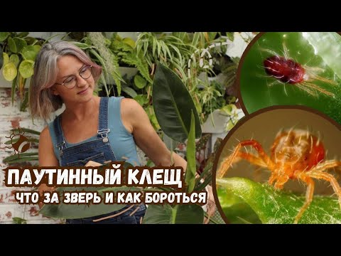 Видео: ПАУТИННЫЙ КЛЕЩ НА РАСТЕНИЯХ