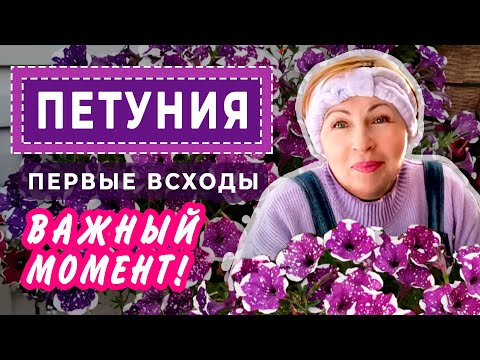 Видео: ПЕТУНИЯ Первые всходы. Важный момент!