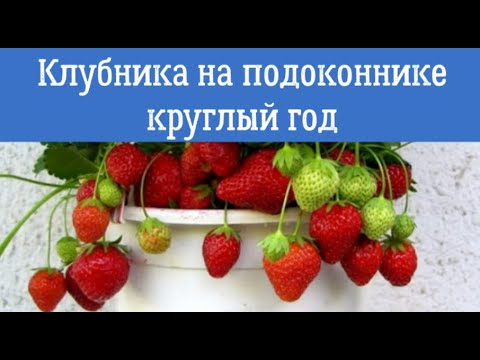 Видео: Клубника на подоконнике. Выращивание круглый год