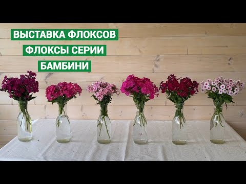 Видео: Выставка флоксов  Серия Бамбини