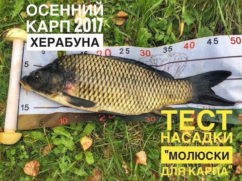 Видео: Осенний карп 2017. Тест насадки "Моллюски для карпа"