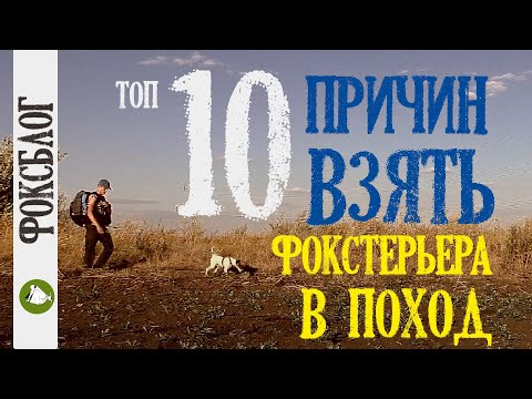 Видео: Топ 10 причин ВЗЯТЬ ФОКСТЕРЬЕРА В ПОХОД/путешествие