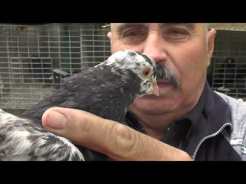 Видео: Внимание ! Хачу показать линию голубей от меньшего брата ?