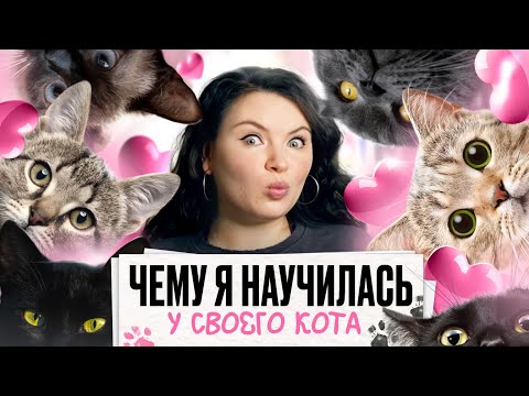 Видео: Коты не тревожатся?? чему меня научил мой кот