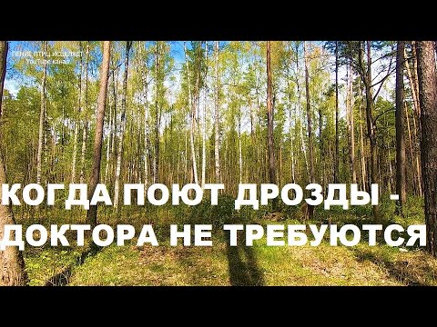 Видео: РАННЯЯ ВЕСНА,ПЕНИЕ ДРОЗДОВ.КОГДА ПОЮТ ДРОЗДЫ-ДОКТОРА НЕ ТРЕБУЮТСЯ