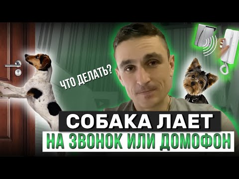 Видео: Собака лает на звонок или домофон, что делать?