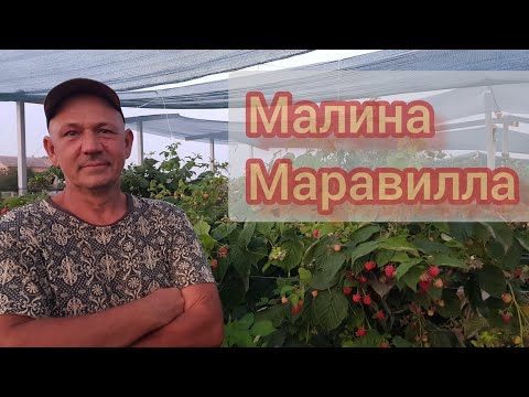 Видео: Плодоношение малины Маравилла