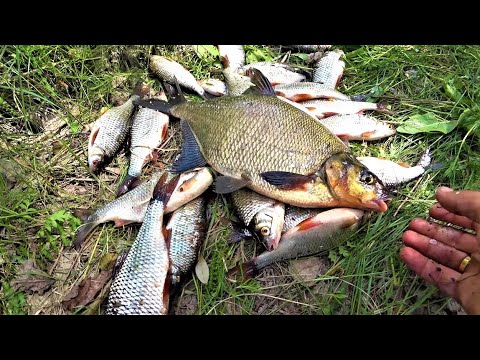 Видео: Супер Кльов на Фідер. Плітка Йде. Риболовля на Десні