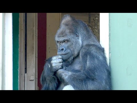 Видео: Группа «Шабани» в новом году｜ 2 января 2025 г.