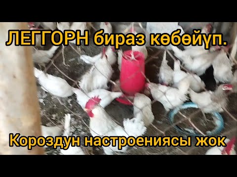 Видео: Леггорндарым көбөйүп. Джерси короздун настроениясы жок.