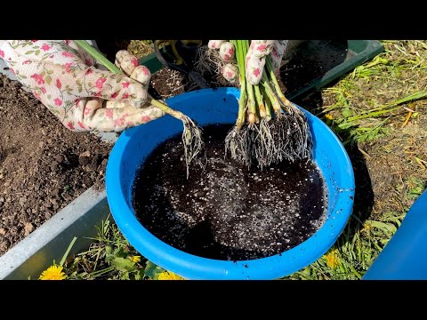 Видео: Хотите крепкий и здоровый лук, выращивайте со мной.