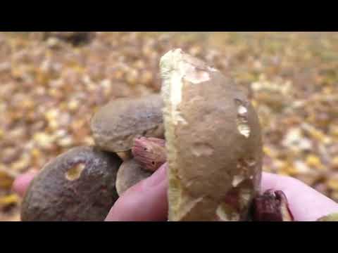 Видео: 🌲Грибной сезон продолжается ! Ура !😍Нашли  ВЕШЕНКИ ! Грибное Разнообразие 🌲