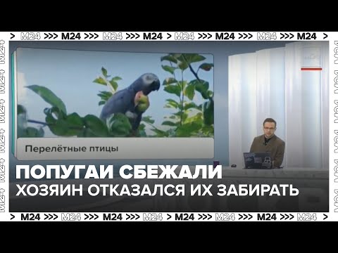 Видео: В Москве попугаи сбежали от хозяина — и он отказался их забирать — Москва 24