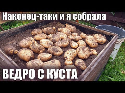 Видео: 32 картофелины или 10 кг с куста \ Урожайный сорт картофеля