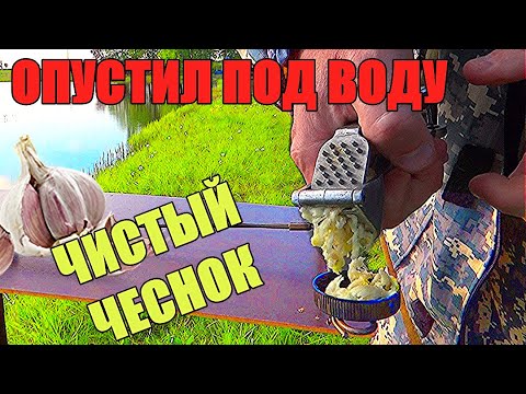 Видео: Реакция рыбы на Свежевыжатый Чеснок. Опустил чеснок под воду. Подводная съёмка.