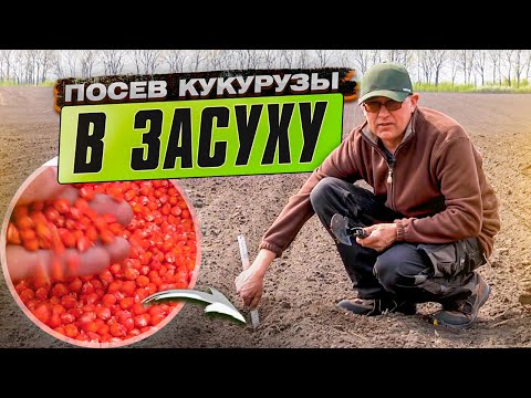 Видео: ПОСЕВ КУКУРУЗЫ в ЗАСУХУ. Сроки, норма, и глубина посева. Выращиваем кукурузу шаг за шагом. Ч.1