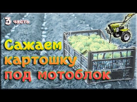 Видео: Посадка картошки под мотоблок. Грабли и окучник на мотоблок DOZER, FORTE, ДТЗ, Кентавр.
