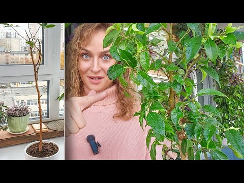 Видео: 🟣🟢 ВЫРАЩИВАЮ ИЗ ПАЛКИ ФИКУС/ Чем опрыскивала? Спустя 2 недели ПАЛКА ОТ ФИКУСА ПОШЛА В РОСТ