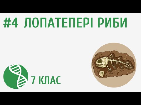 Видео: Лопатепері риби #4