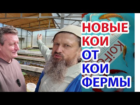 Видео: Наши новые карпы Кои от Кои-Фермы