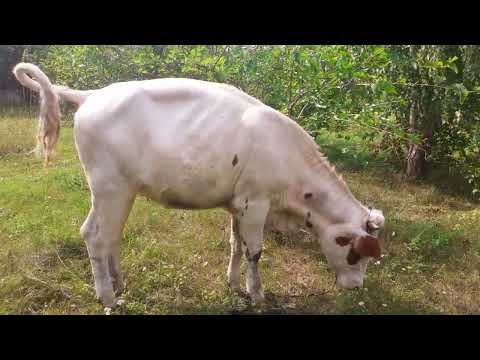 Видео: Когда покрывать телку и кем?