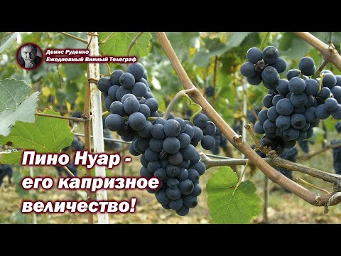 Видео: Его капризное величество - Пино Нуар